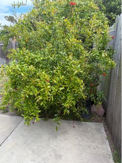 pomegranate tree in pot