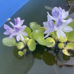 Hyacinth 🪻 Plant 🪴 