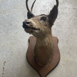 Free Deer Taxidermy Head
