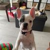 Luis