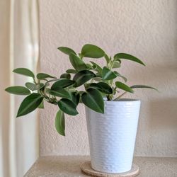 Healthy Beautiful Indoor Plant(Peperomia)