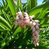 Alpinia zerumbet, commonly known as shell ginger