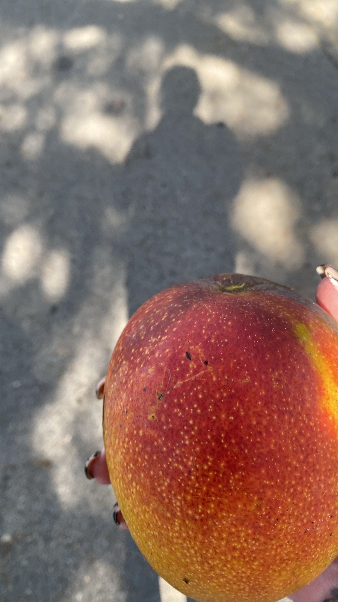 Hayden Mangoes