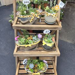 Succulent arrangements full of color only $15-20 each