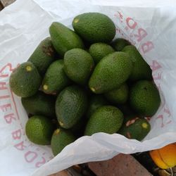 Fresh Organic Avocados