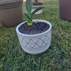 Agave plant