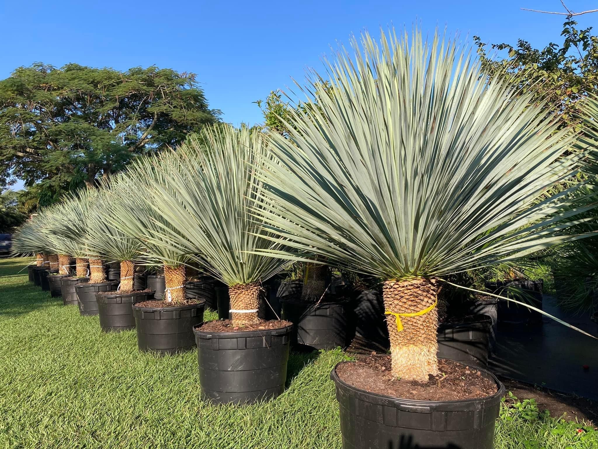 Stunning 🤩 Yucca Rostrata $ 1,250