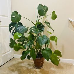 Monstera Deliciosa