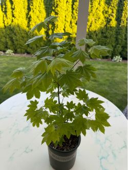 Japanese Maple Tree - Green (Outdoor Plant)