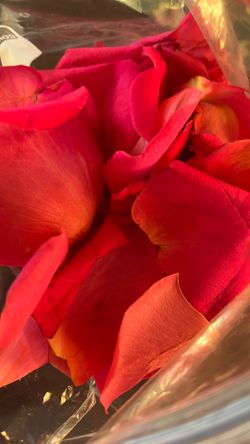 Dark Pink Fresh Petals