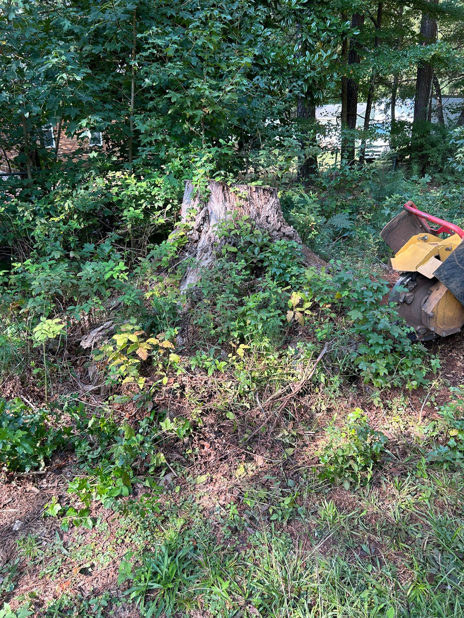 Stump Grinding 