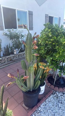 Cactus $25