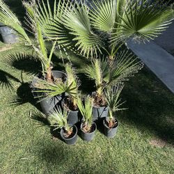 Mexican Palm Trees 🌴