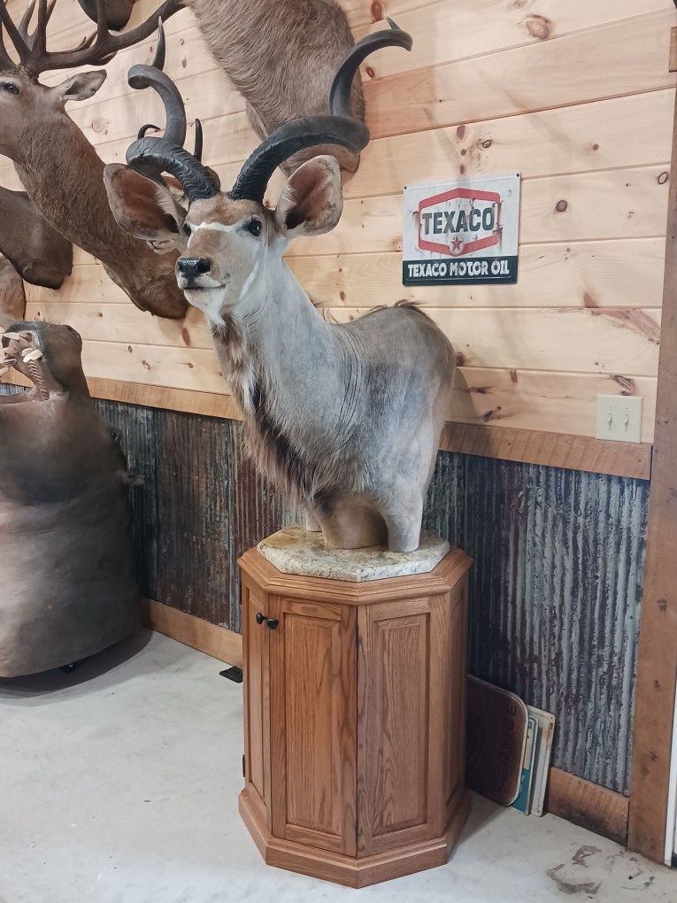 AFRICAN KUDU MOUNT