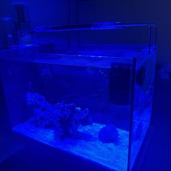 Saltwater reef tank