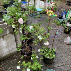 Snowball Viburnum Live Plants