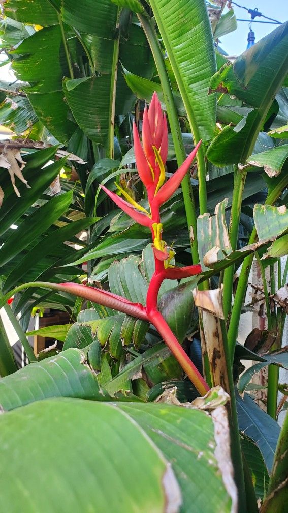 Heliconia Schiedeana Fire And Ice Tropical Plant