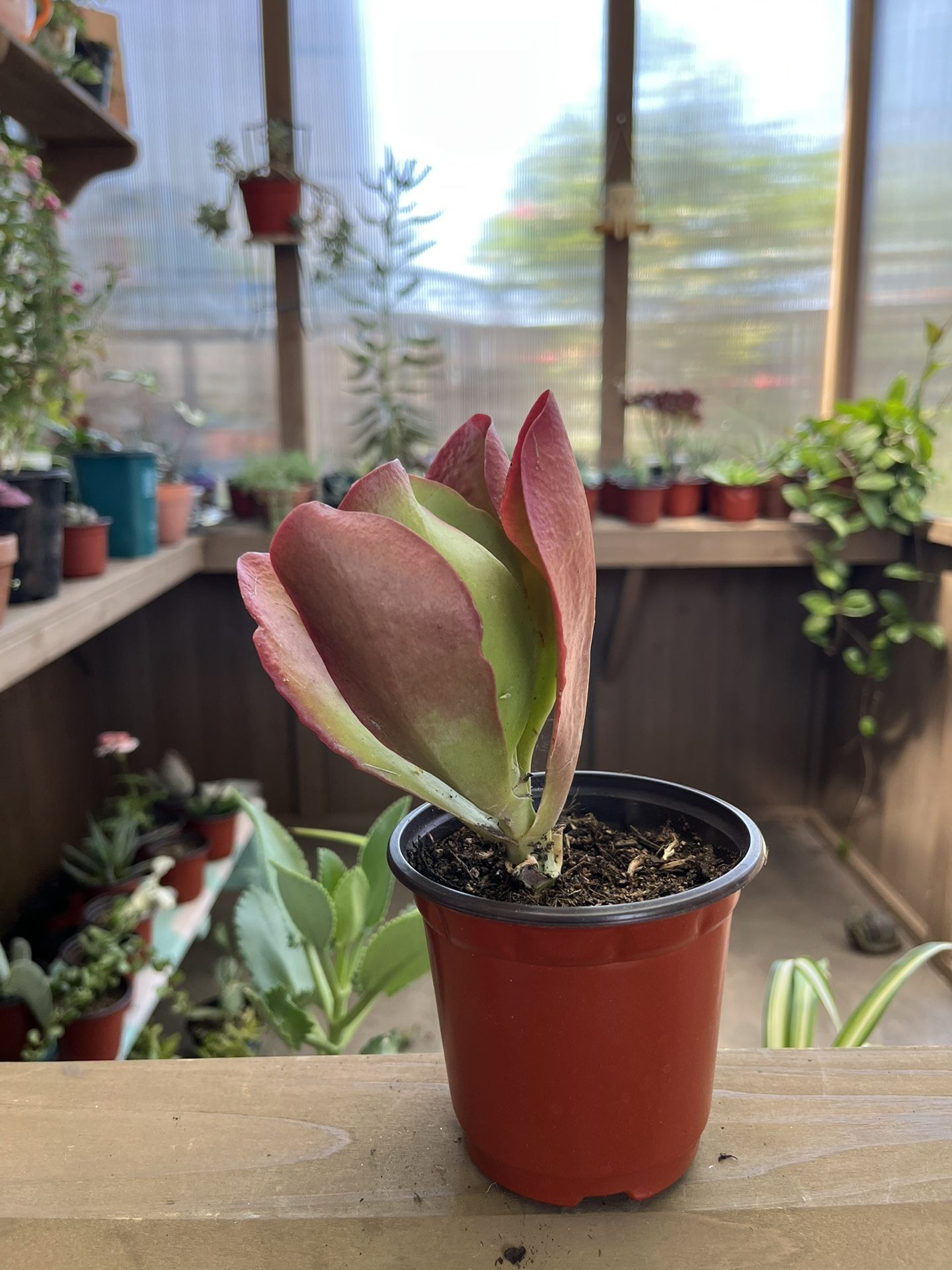 Plant $ 5