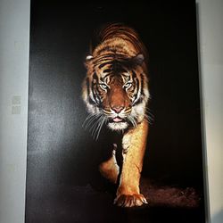 Tiger Picture 
