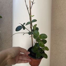 Hoya Mathilde splash plant