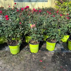 🌹 ROSES 