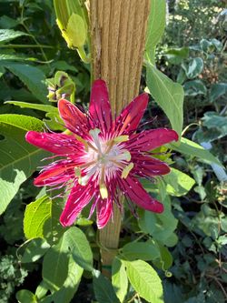 Passiflora ‘lady Margaret ‘ 5gal