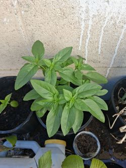Live Basil plants!