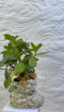 Mini boot size succulent