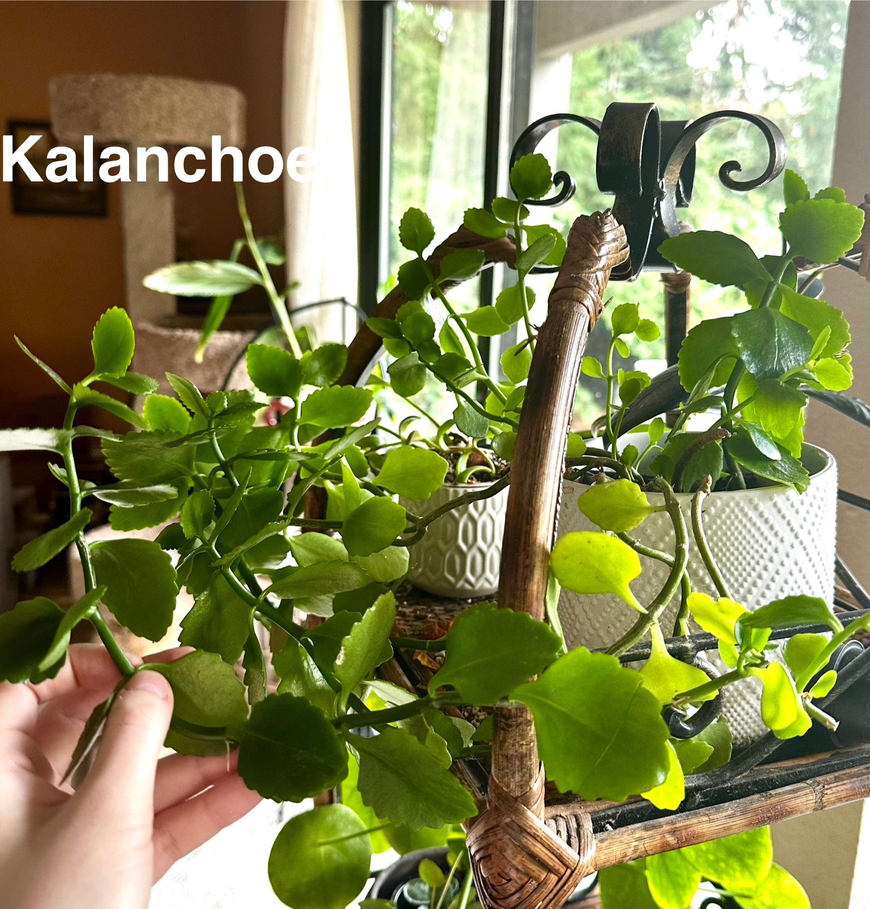 2 For $5 House Plants