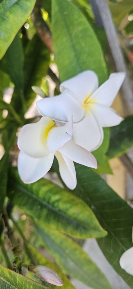 Plumeria Plants