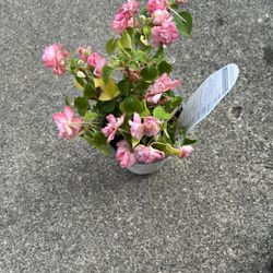 Rockapulco® Tropical Shades Flower Pot Or Green Leaf Rose 🌺 