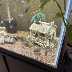 Fish Tank Decorations 