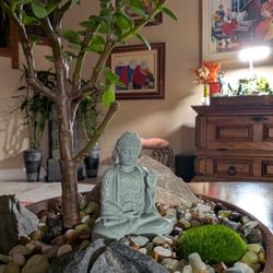 Beautiful Dwarf Jade Bonsai with Buddha in 8-Inch hand made and painted Concrete Pot