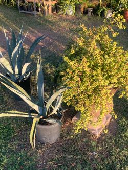 Sunny Days Garden Plants Sanctuary