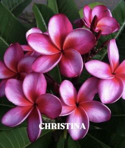 Christina Large 2ft cuttings with multiple branches