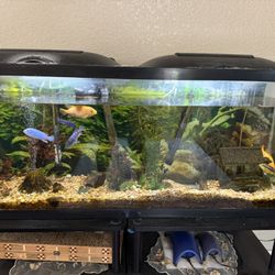 Fish tank 