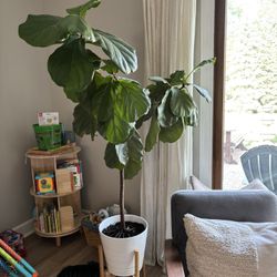 Fiddle Leaf Fig Tree plant In Pot 