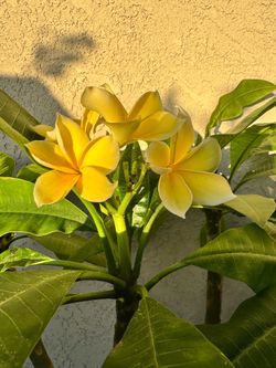 Lemon Drop plumeria
