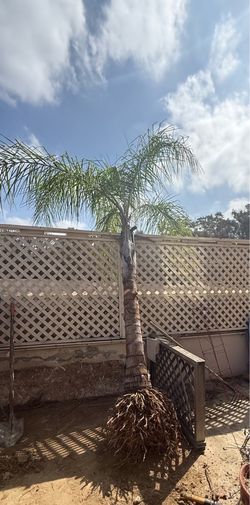 15-year-old mature  Palm Tree