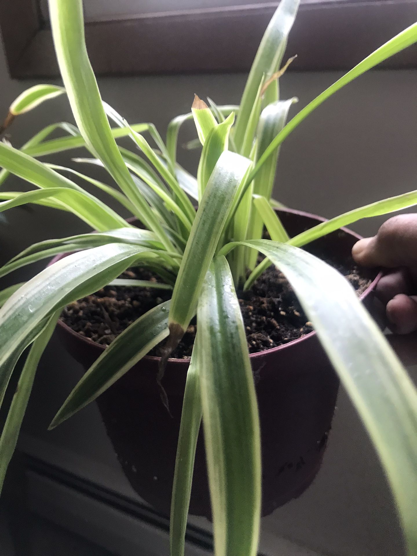 2 Very Healthy Spider Plants 