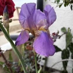 Purple Iris Plants.
