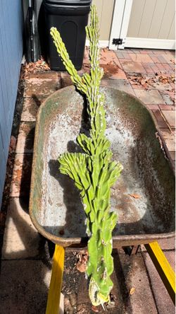 Cactus cuttings
