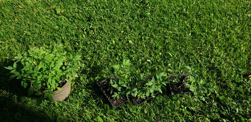 tomato plants and super chile