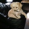 Mookie