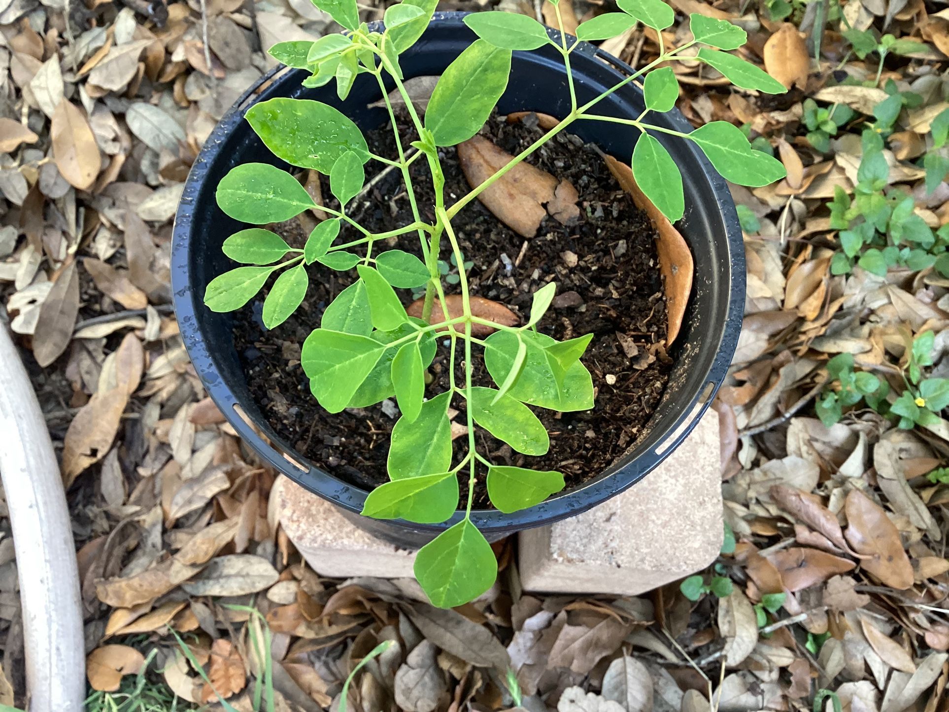 Moringa darmstic Plant 