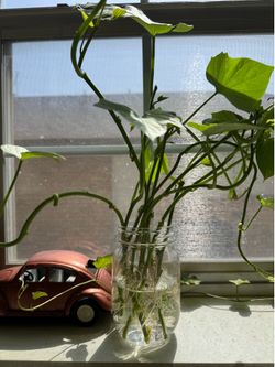 10 Rooted Okinawa Sweet Potato Cuttings – Ready to Plant