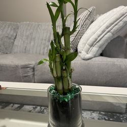 Lucky Bamboo