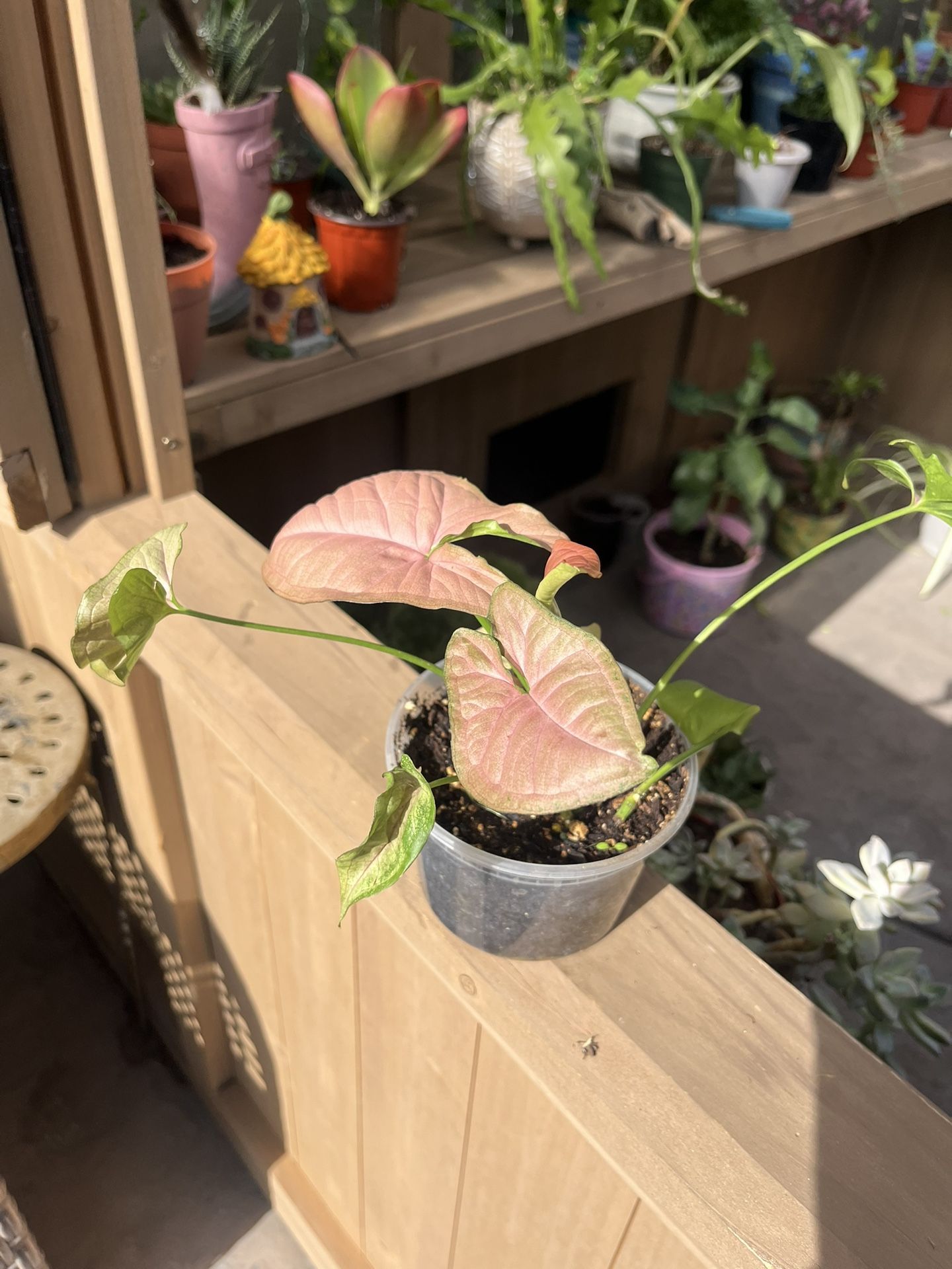 Plant