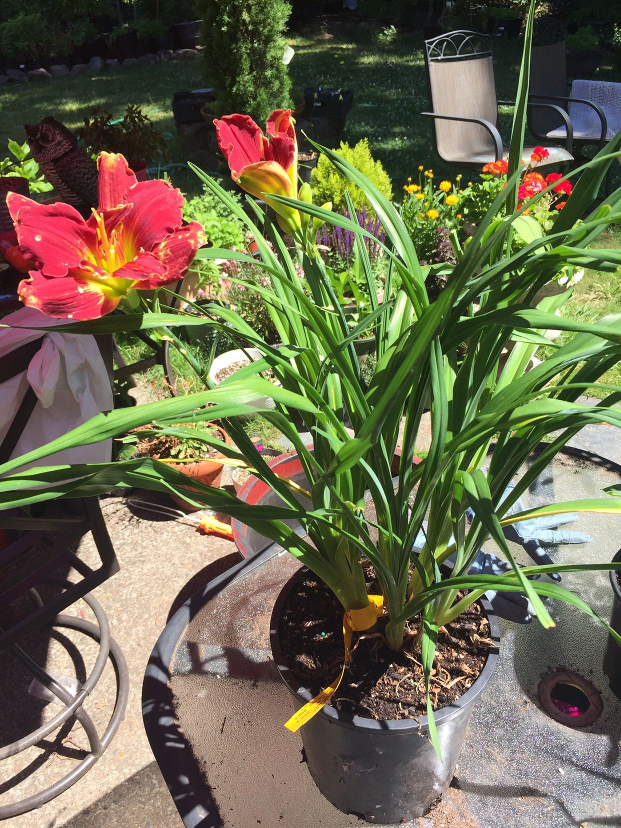 Ming Toy Daylily