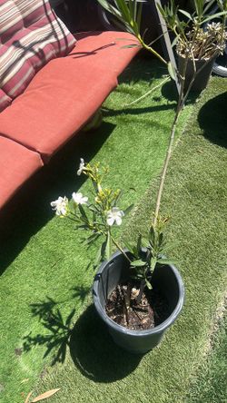 OLEANDER REAL PLANT WHITE COLOR FLOWERS